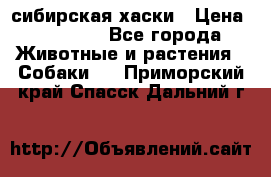 l: сибирская хаски › Цена ­ 10 000 - Все города Животные и растения » Собаки   . Приморский край,Спасск-Дальний г.